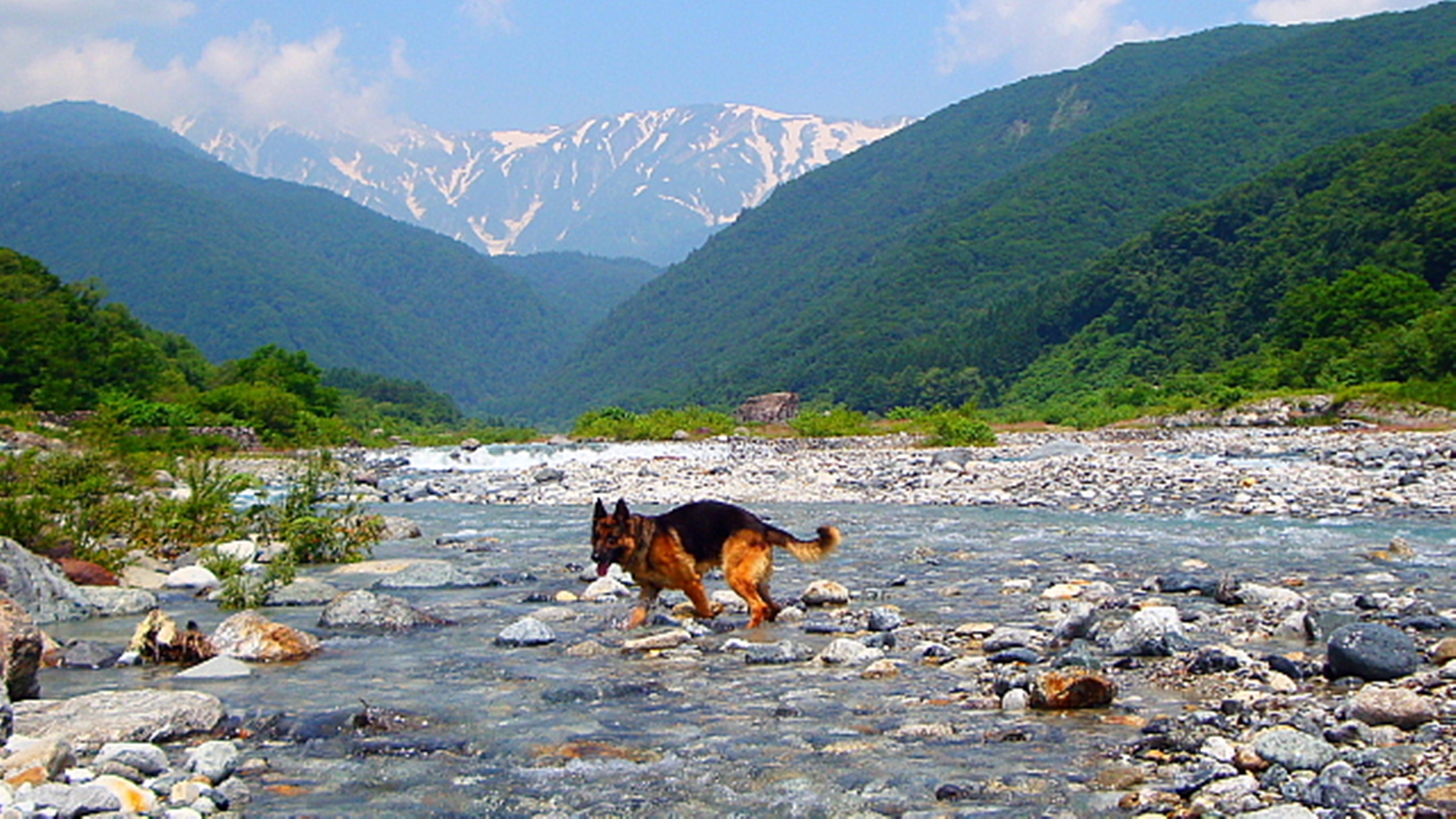 *[白馬の景色・夏]清らかな水の流れにワンちゃんも大喜び