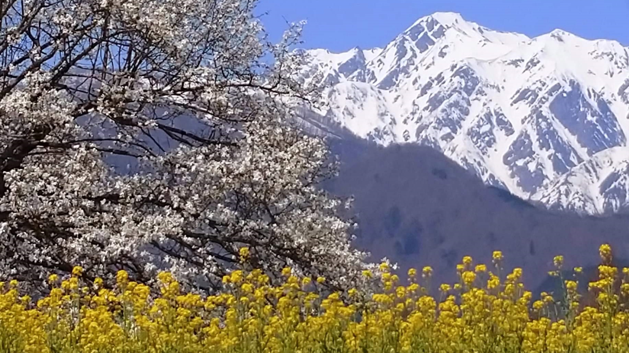 *[白馬の景色・春]九十九院のコブシと菜の花