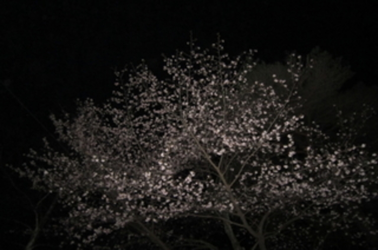 玄関前の夜桜