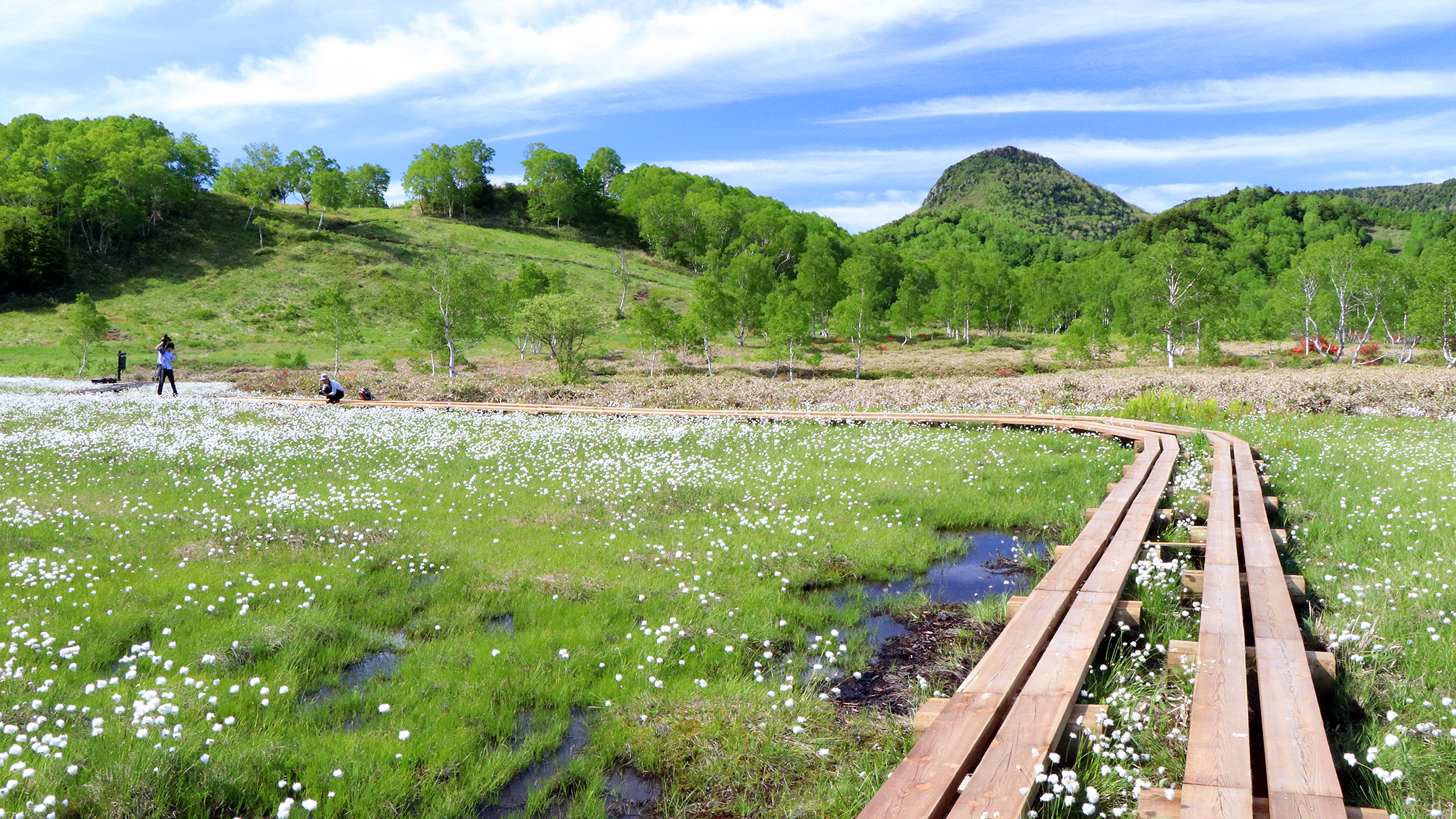 田ノ原湿原／6月