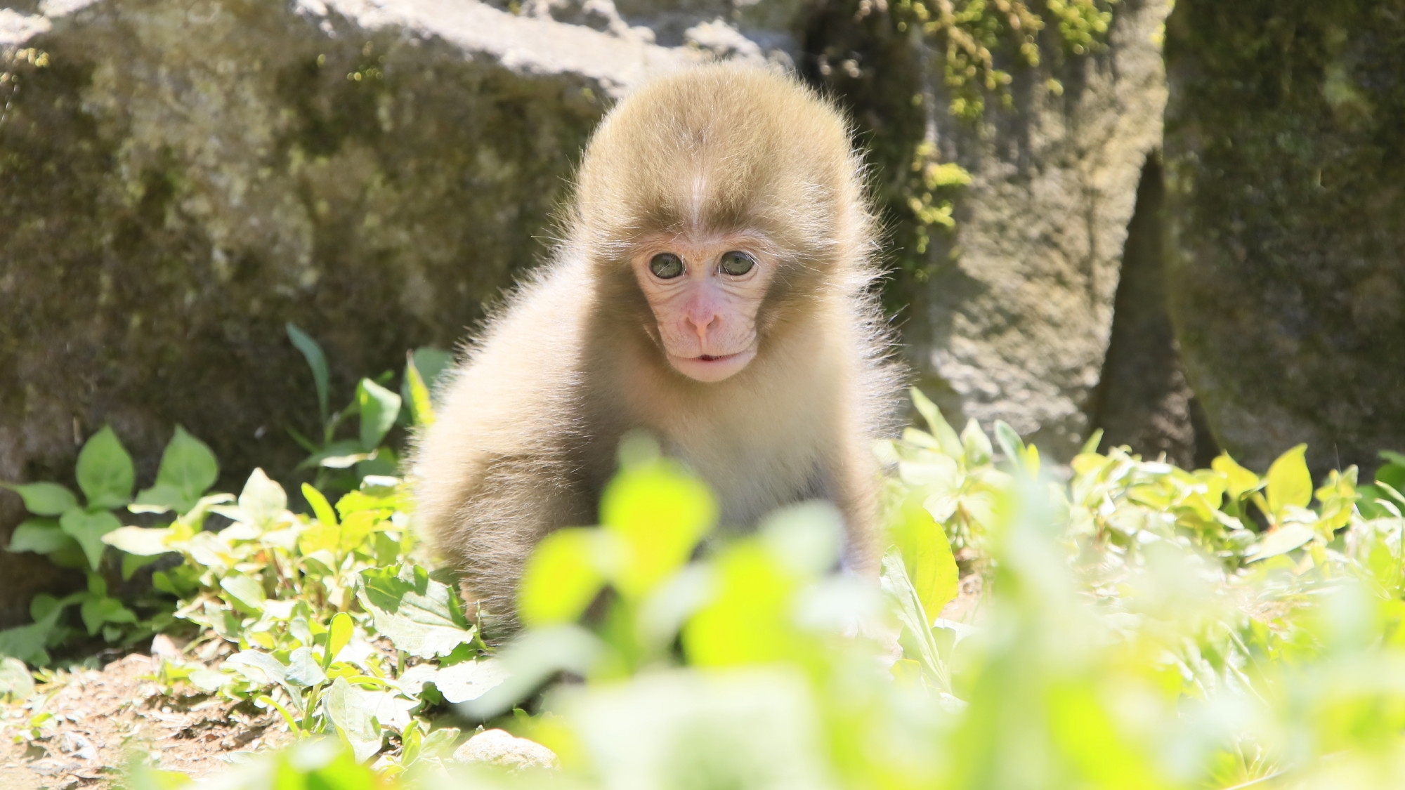 【GW限定】地獄谷野猿公苑の赤ちゃん猿に会える季節｜送迎あり｜売店利用券500円付