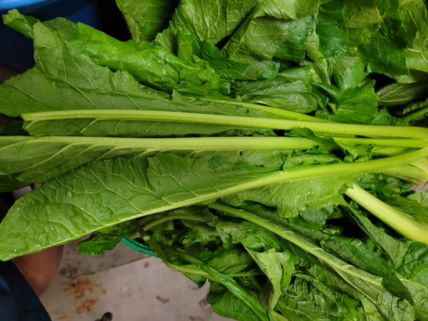 野沢菜