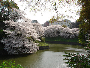 桜お堀