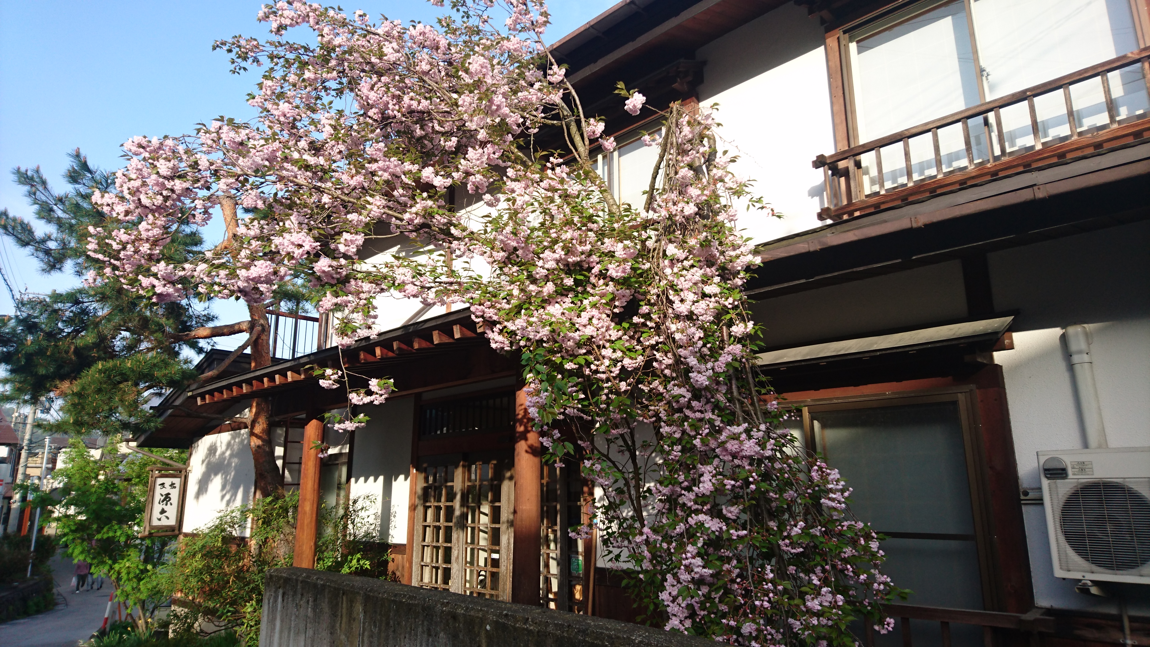 源六　玄関横の八重桜