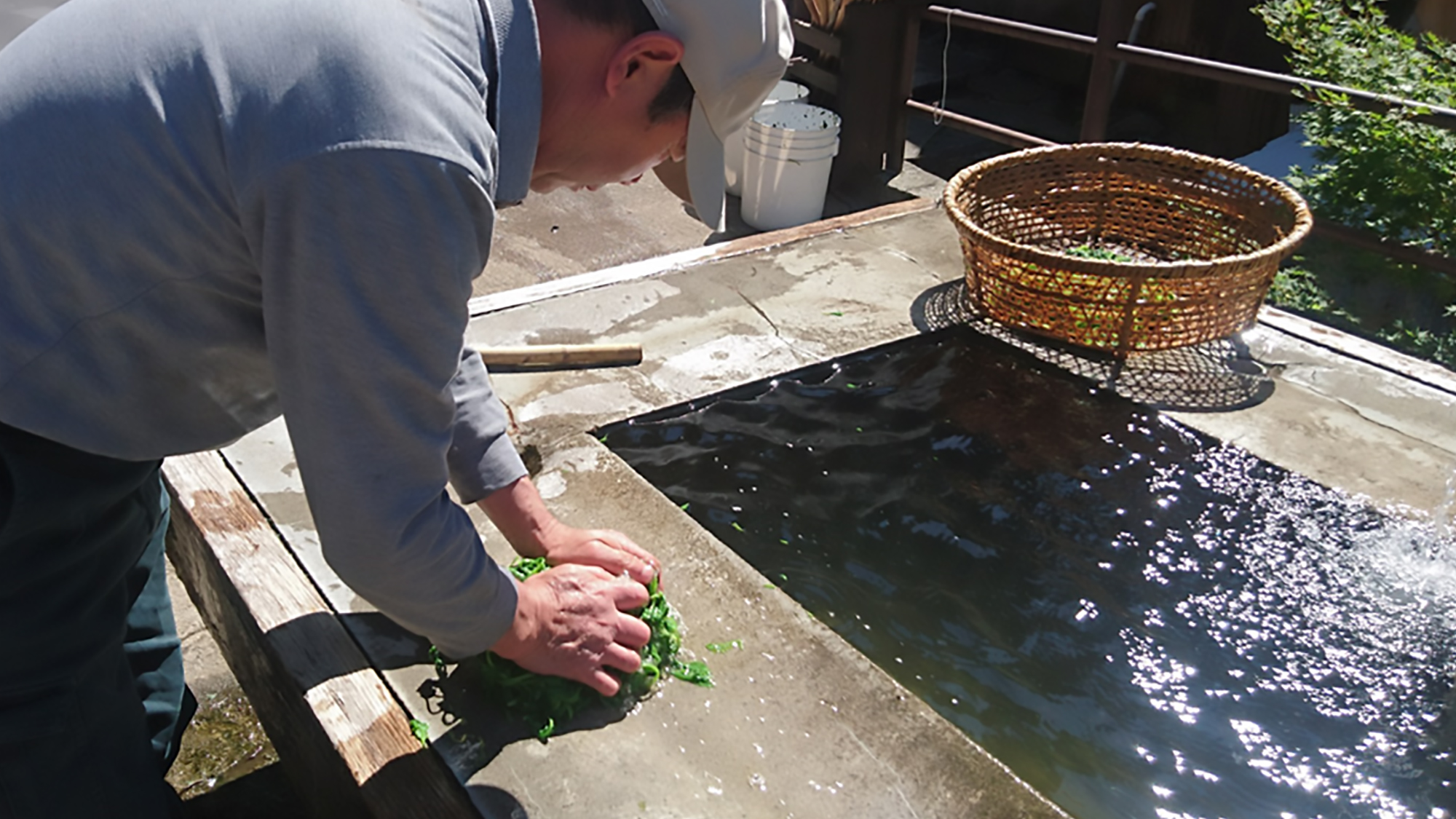 温泉茹で野沢菜の手揉み