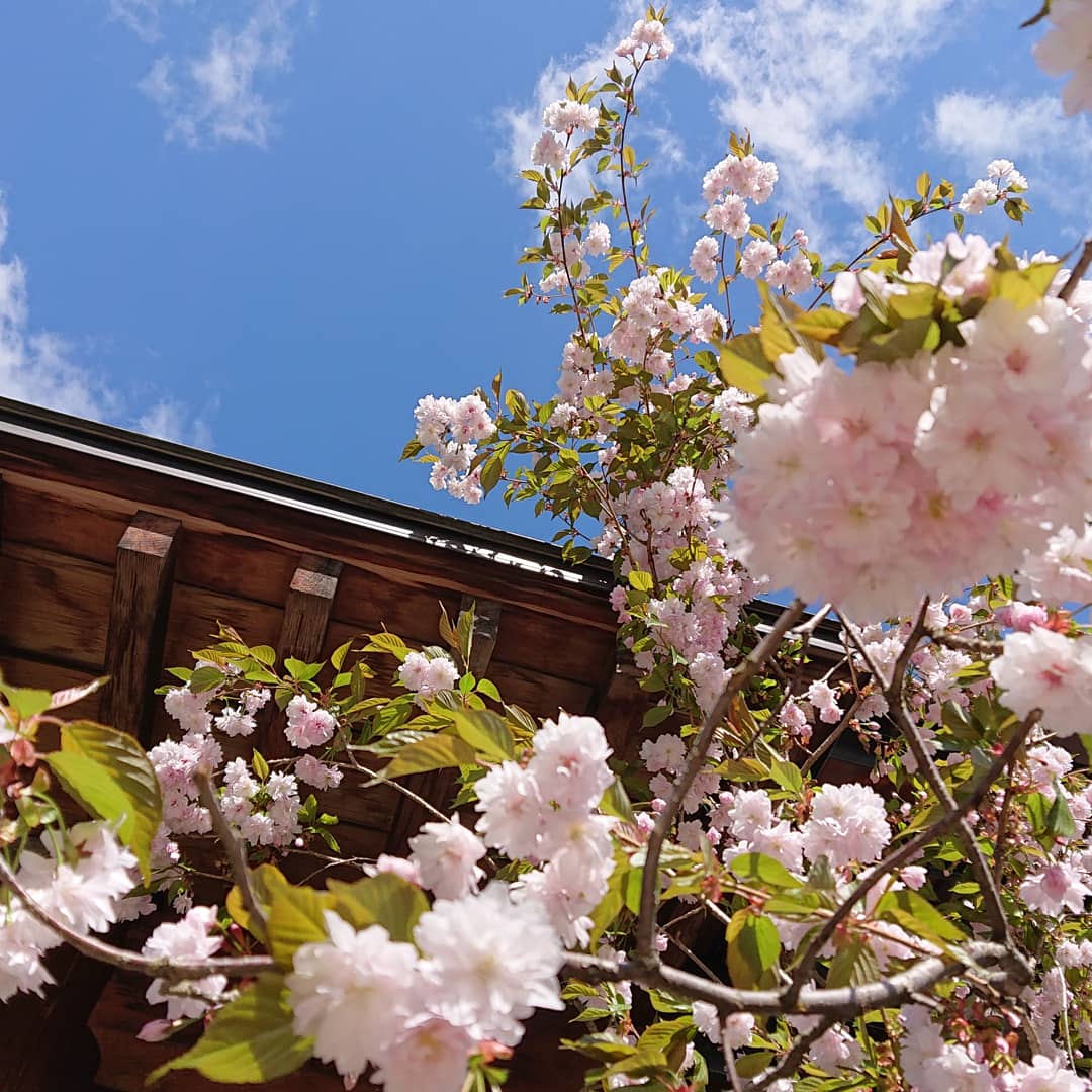 玄関横の八重桜