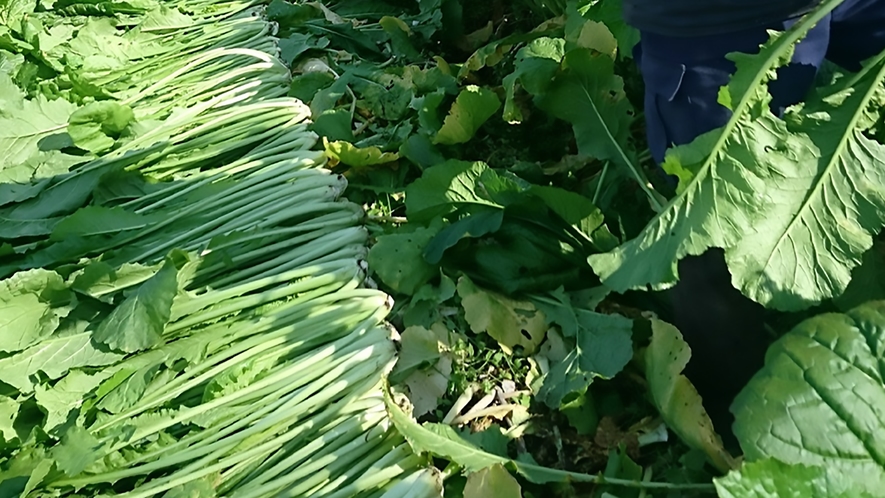 野沢菜の収穫