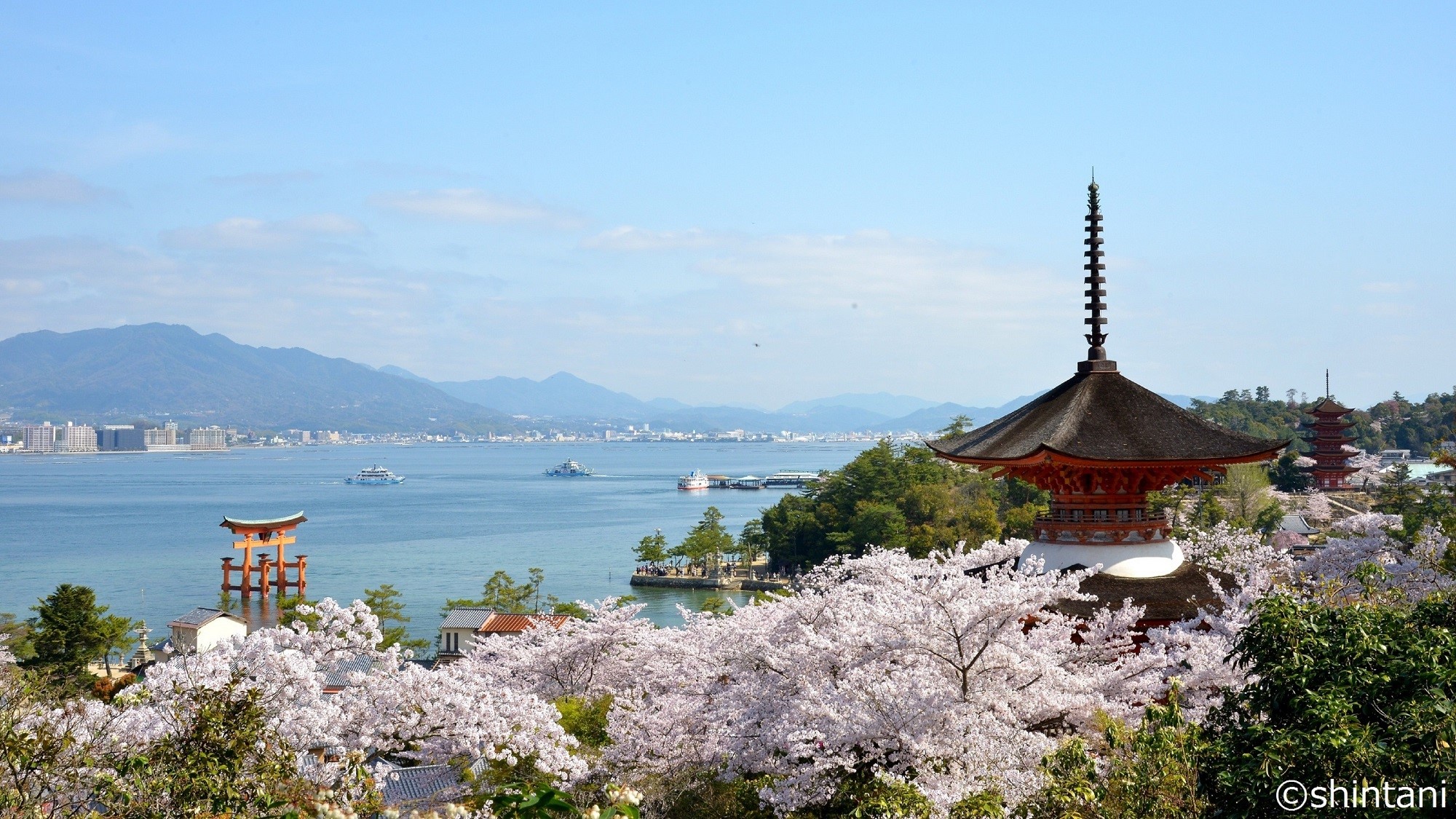 宮島でのお花見におすすめ！1900本の桜がお出迎え【宮島-春】