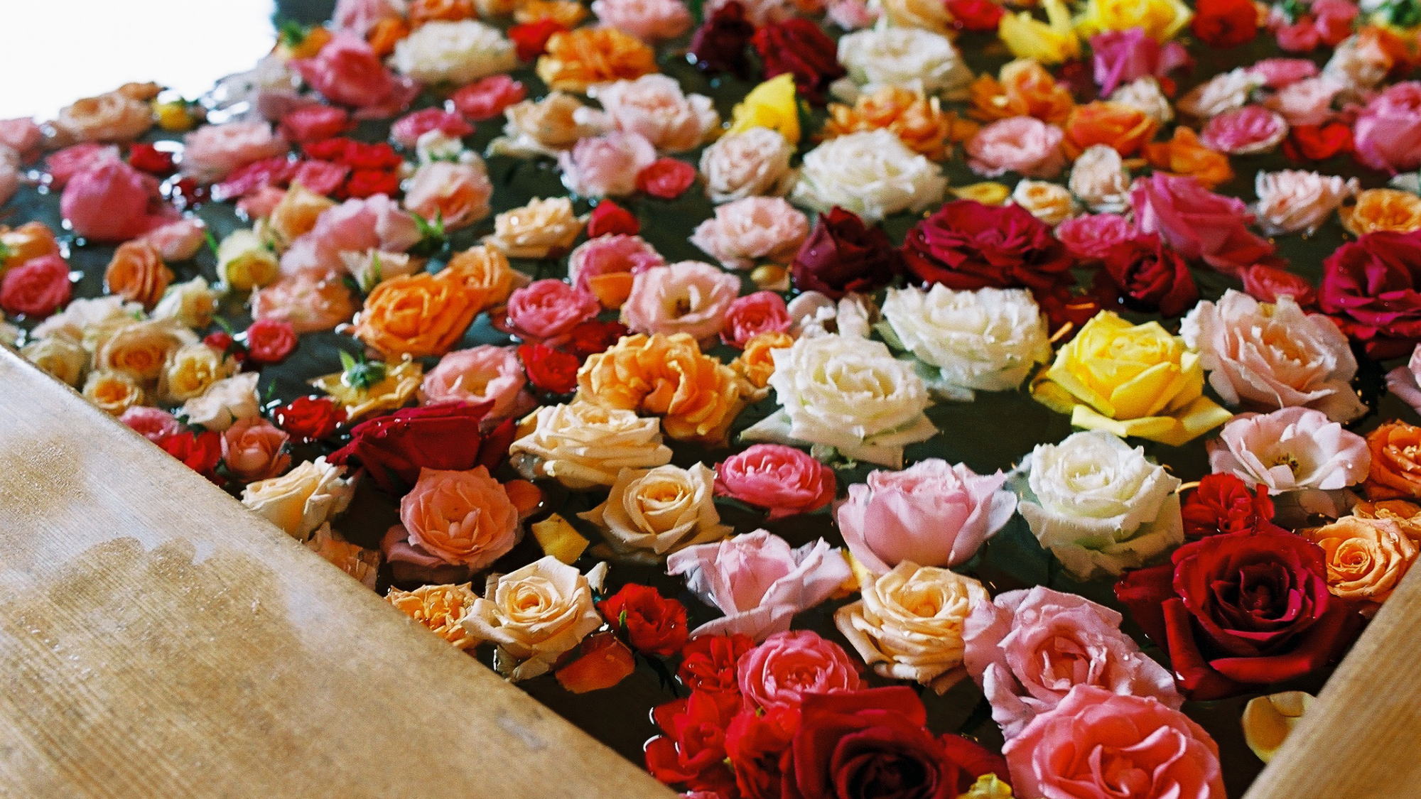 約400輪もの美しい花々に包まれる 「バラ風呂」