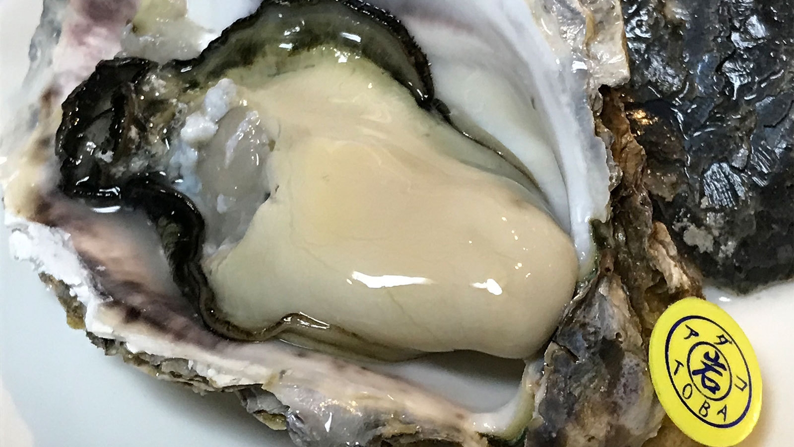 【夏だけの贅沢】希少ブランド「あだこの岩かき」を味わう特別プラン！濃厚クリーミーな夏の味覚を堪能！