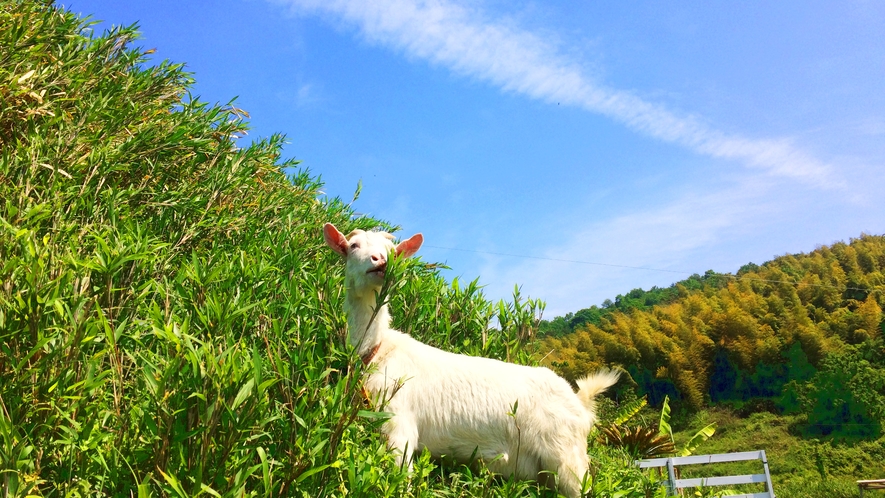 ・くろしおファームのやぎさん　餌やりできます♪