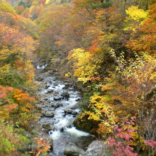 照葉峡紅葉