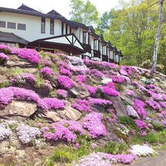 庭の芝桜