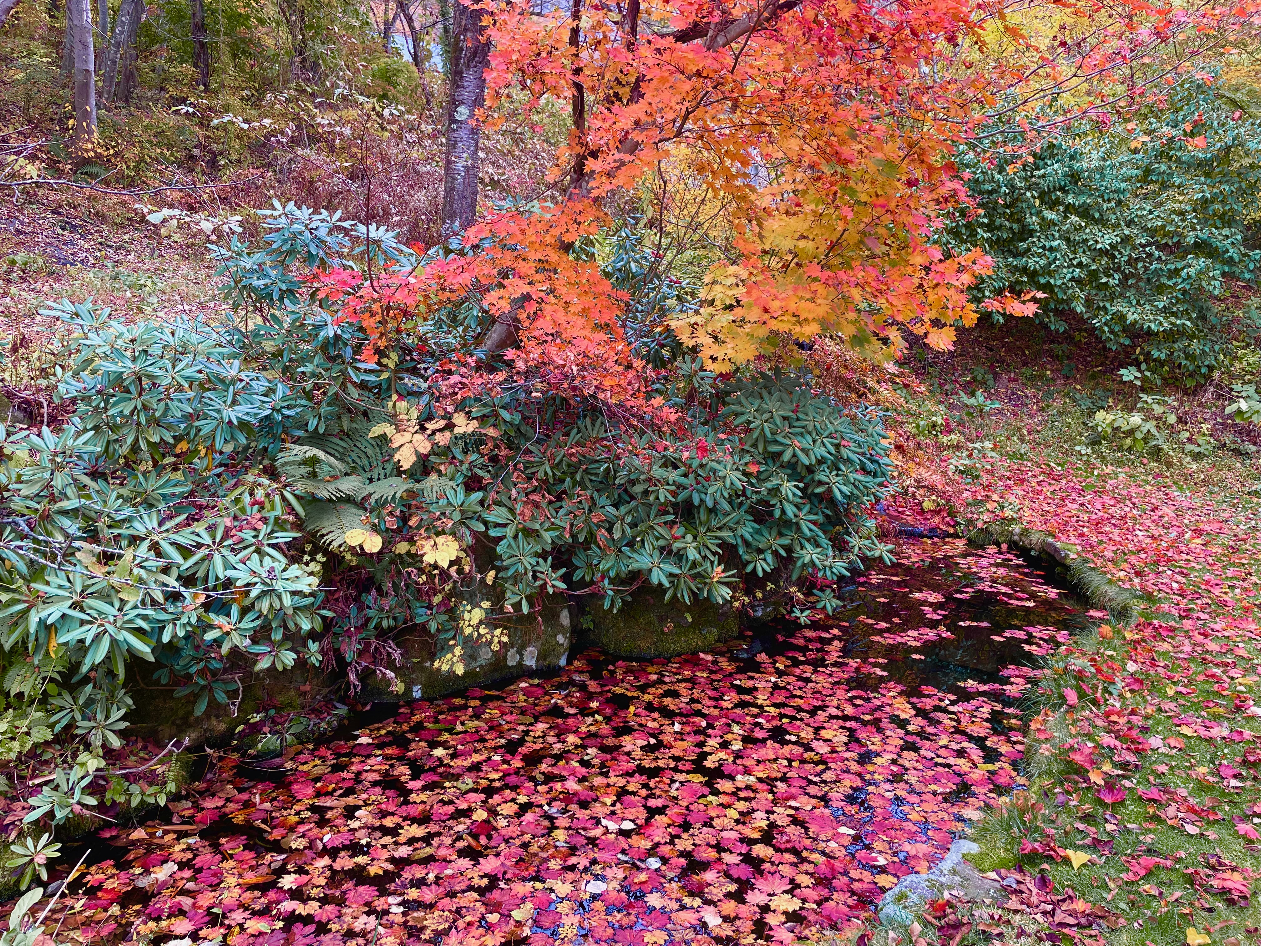 裏庭の池の紅葉
