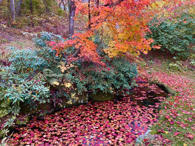 裏庭の池の紅葉