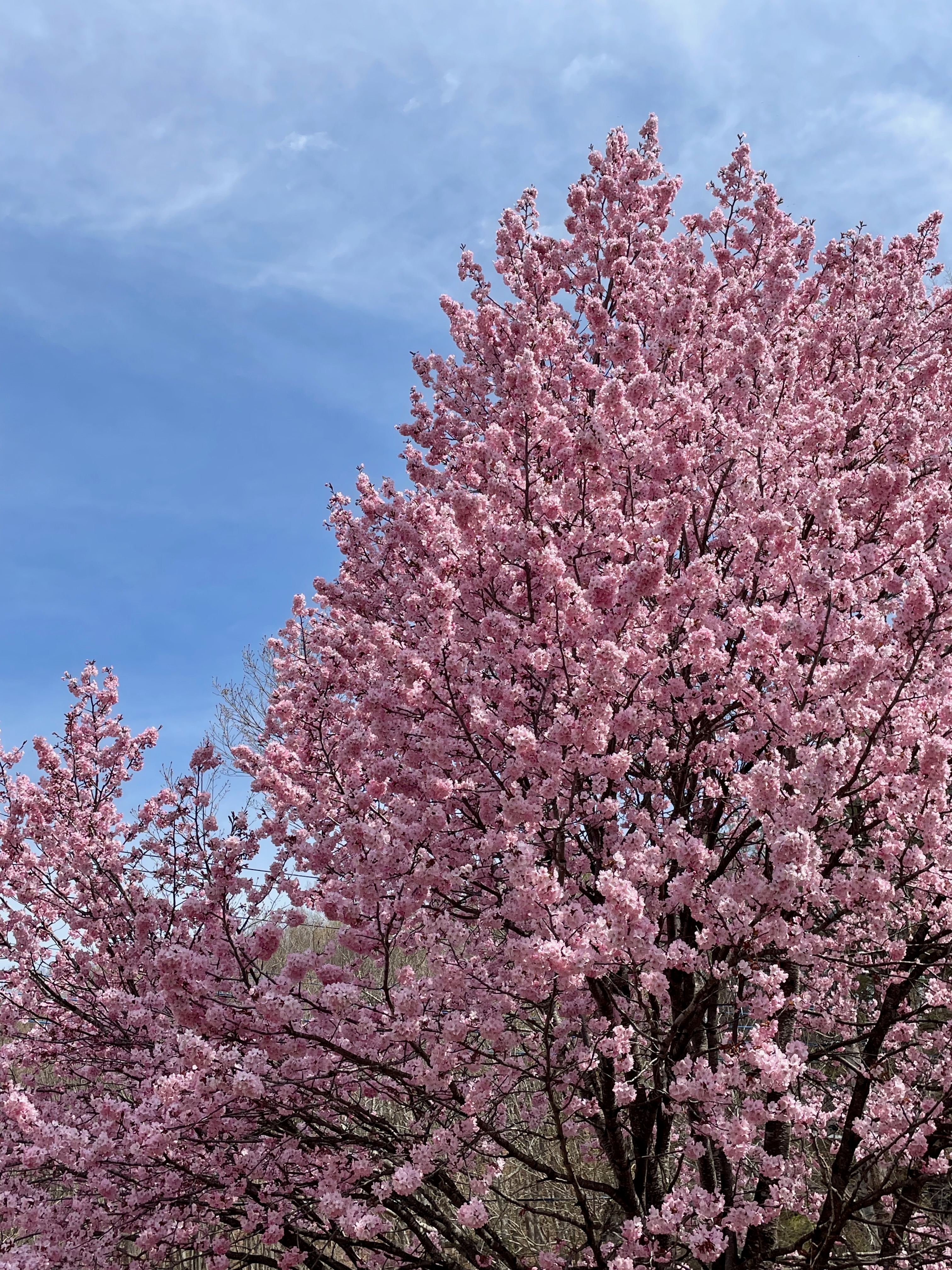 庭の桜