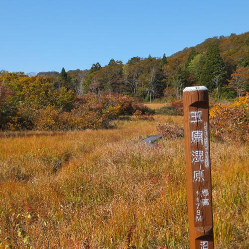 Autumn leaves of grass in Tambara Marsh