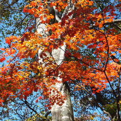 ブナの森林の紅葉３