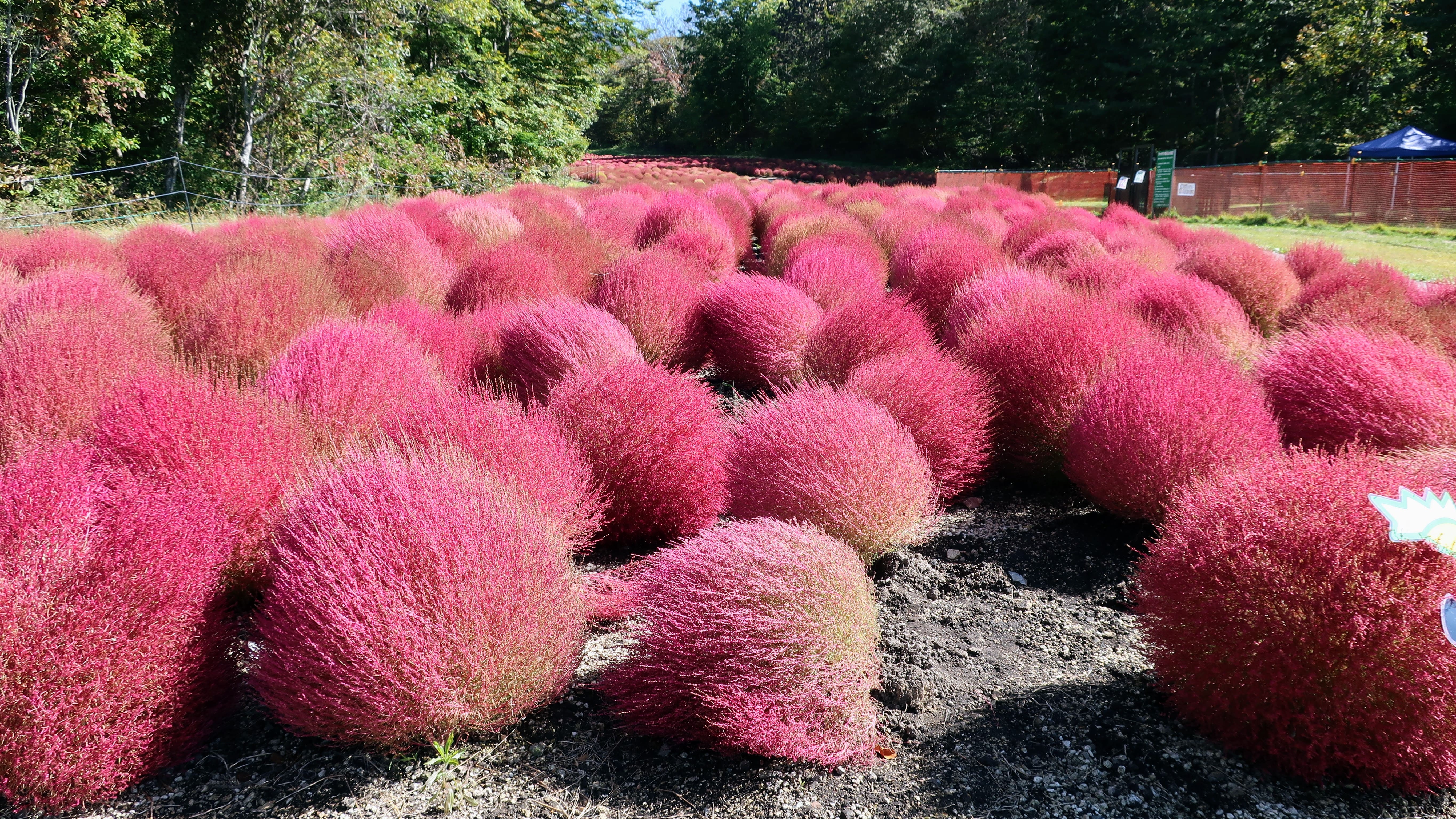 たんばらコキアガーデン