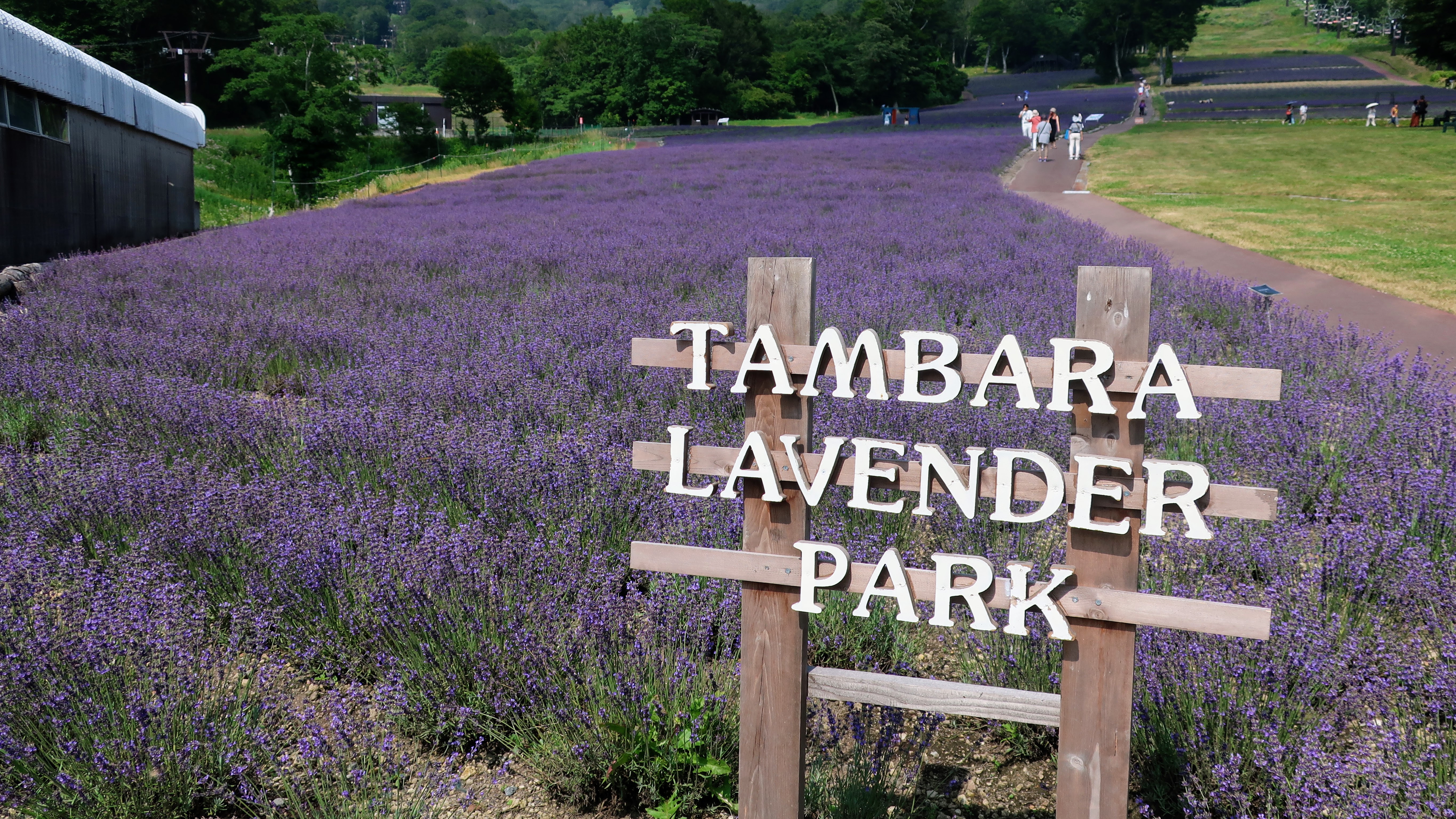 ラベンダーパーク