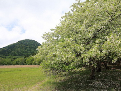 写真2