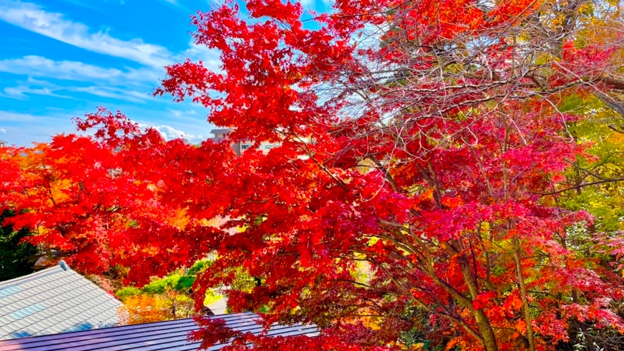 秋　周辺の木々が美しく色づきます