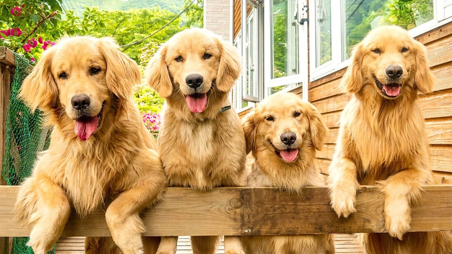 ・ようこそ！看板犬の4匹のゴールデンレトリーバーが元気にお出迎えします