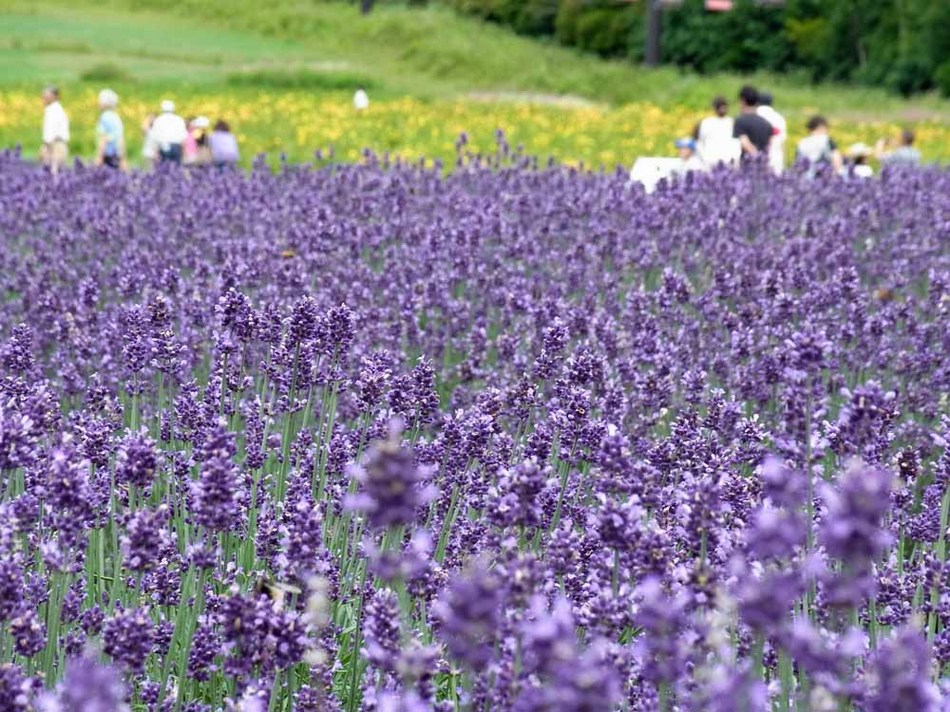 ★　早朝出発？それとも朝寝坊！？朝食なしプラン　★　ラベンダーパーク入園券付き