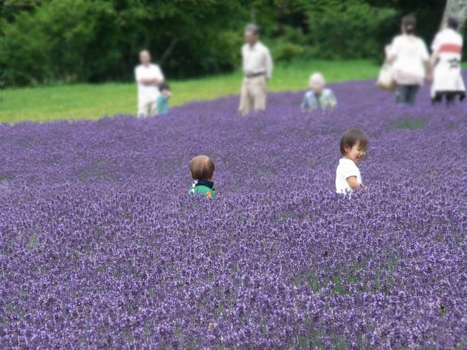 ♪　 アメニティなしでリーズナブル ♪　でもフルコースディナー！！　ラベンダーパーク入園券付き　♪