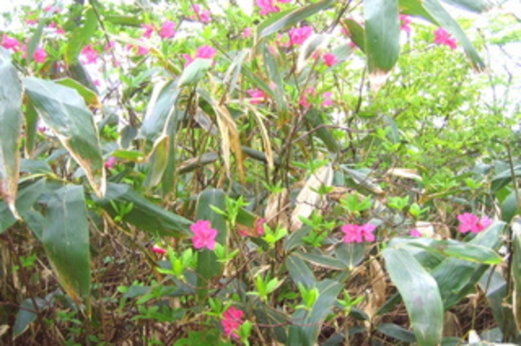 高山植物1-4x6