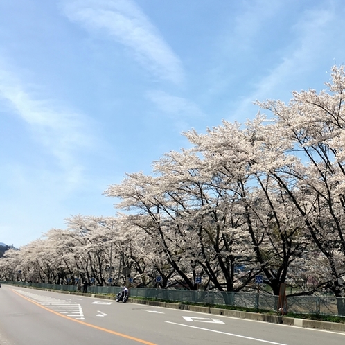 嬬恋三原の桜並木