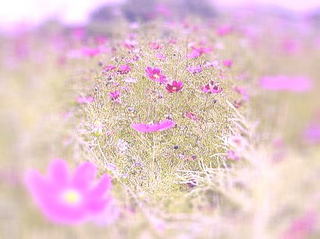 朴の木コスモス