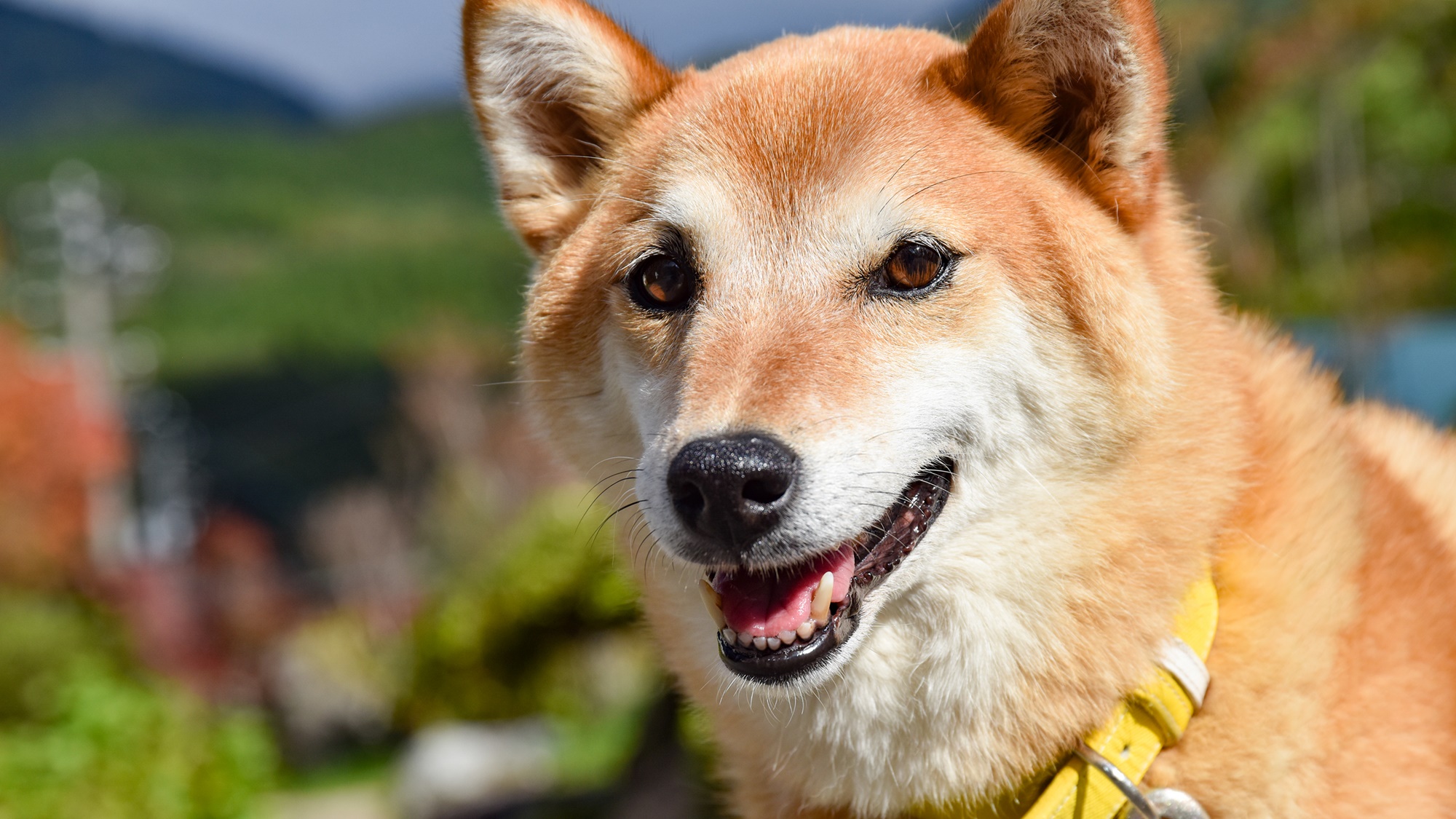 *【看板犬ゴロー】皆様をお出迎えします★