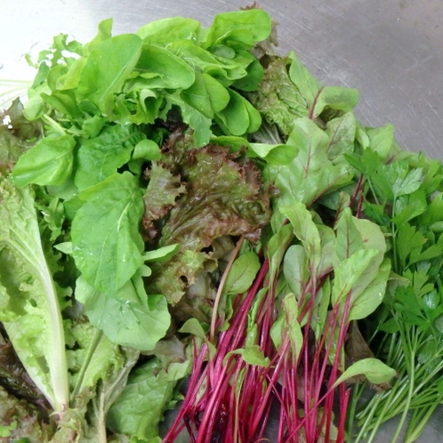 地物の水耕野菜 ルッコラ　デトロイト　グリーンスパン　デトロイト　イタリアンパセリ等の新鮮野菜を使用