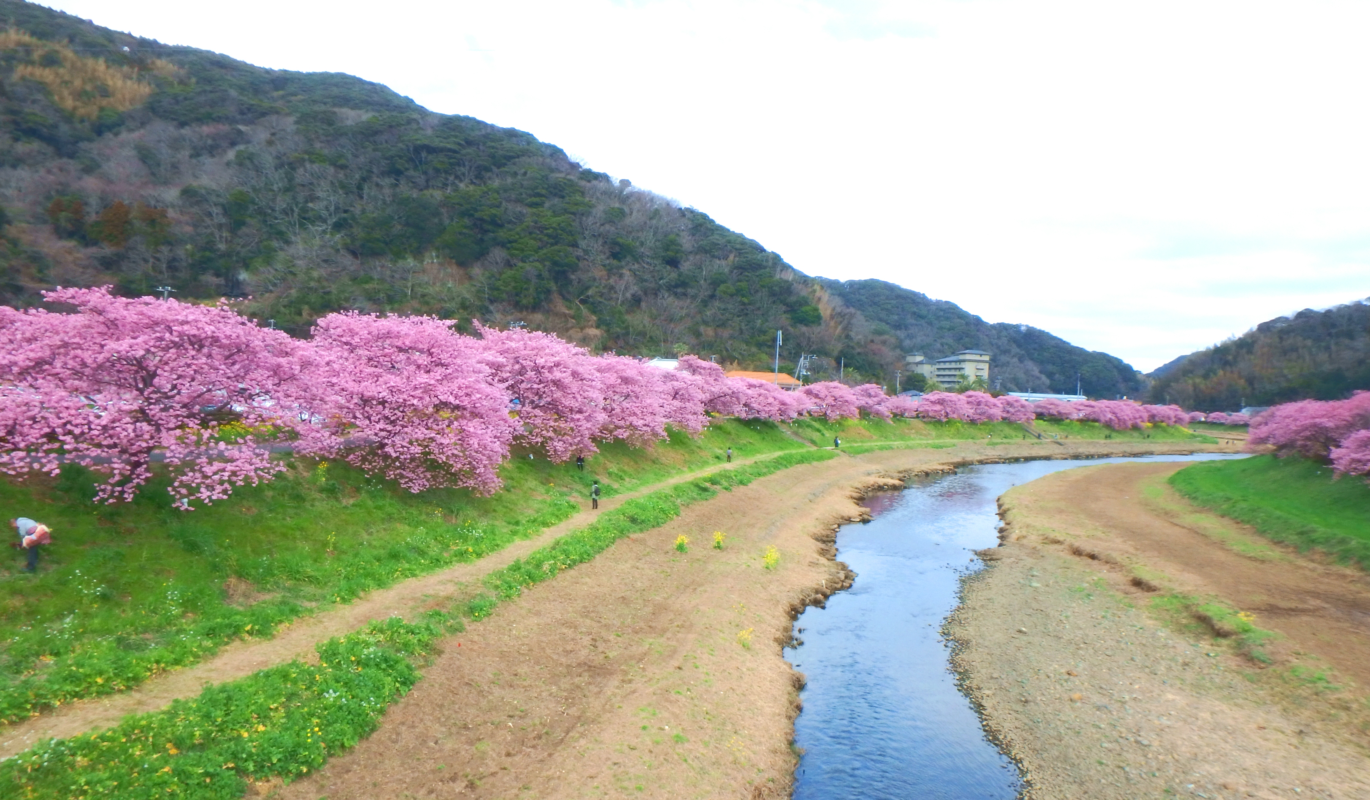 みなみの桜