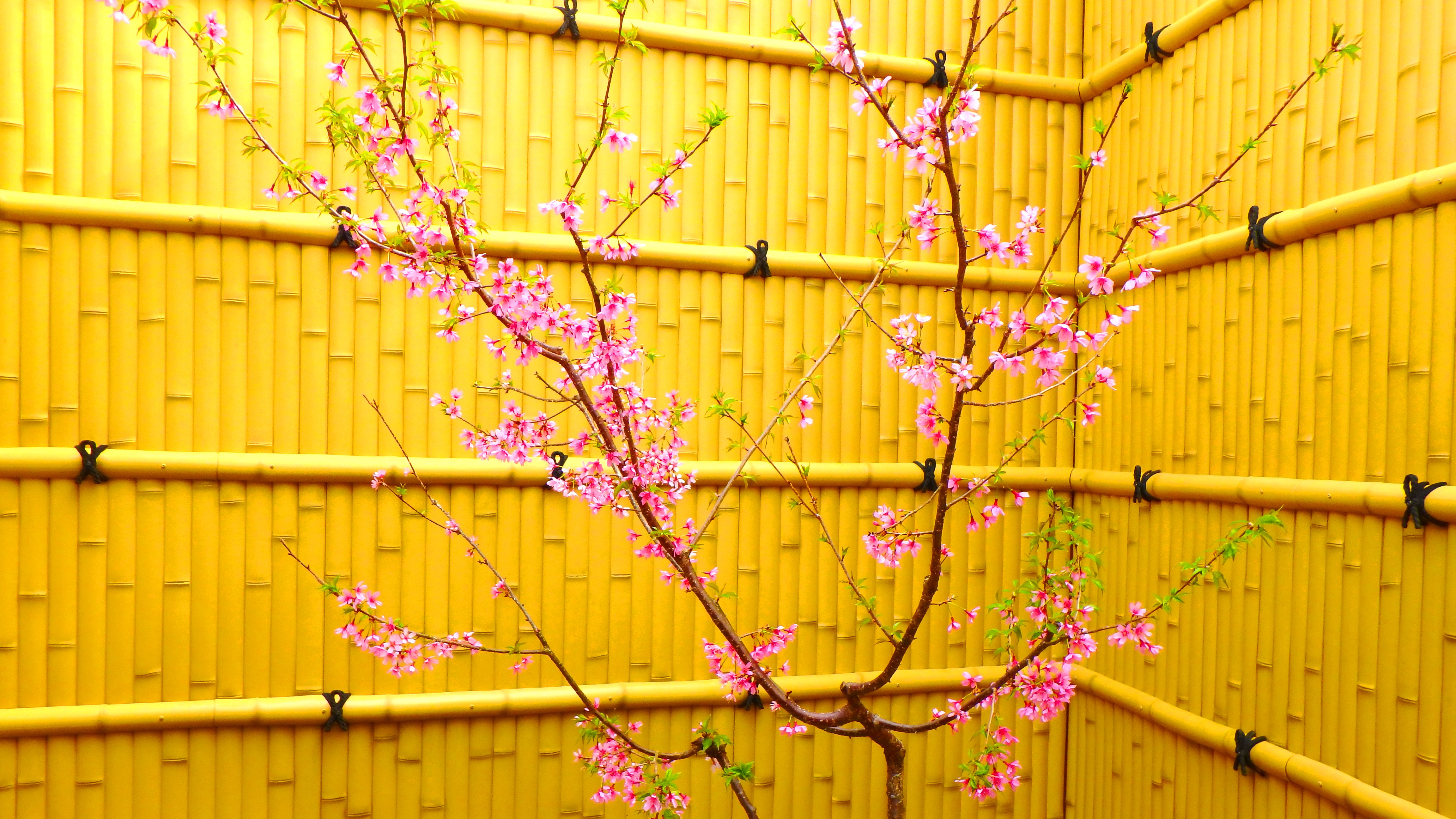 桜の湯の庭に咲く豆桜