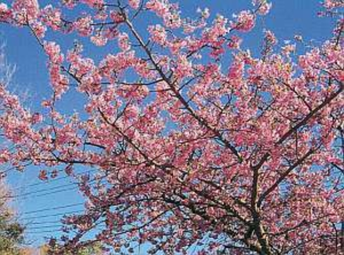 早春を彩る河津桜。2月初旬開花〜3月初旬まで楽しめる　宿より車で５分位で行けます。