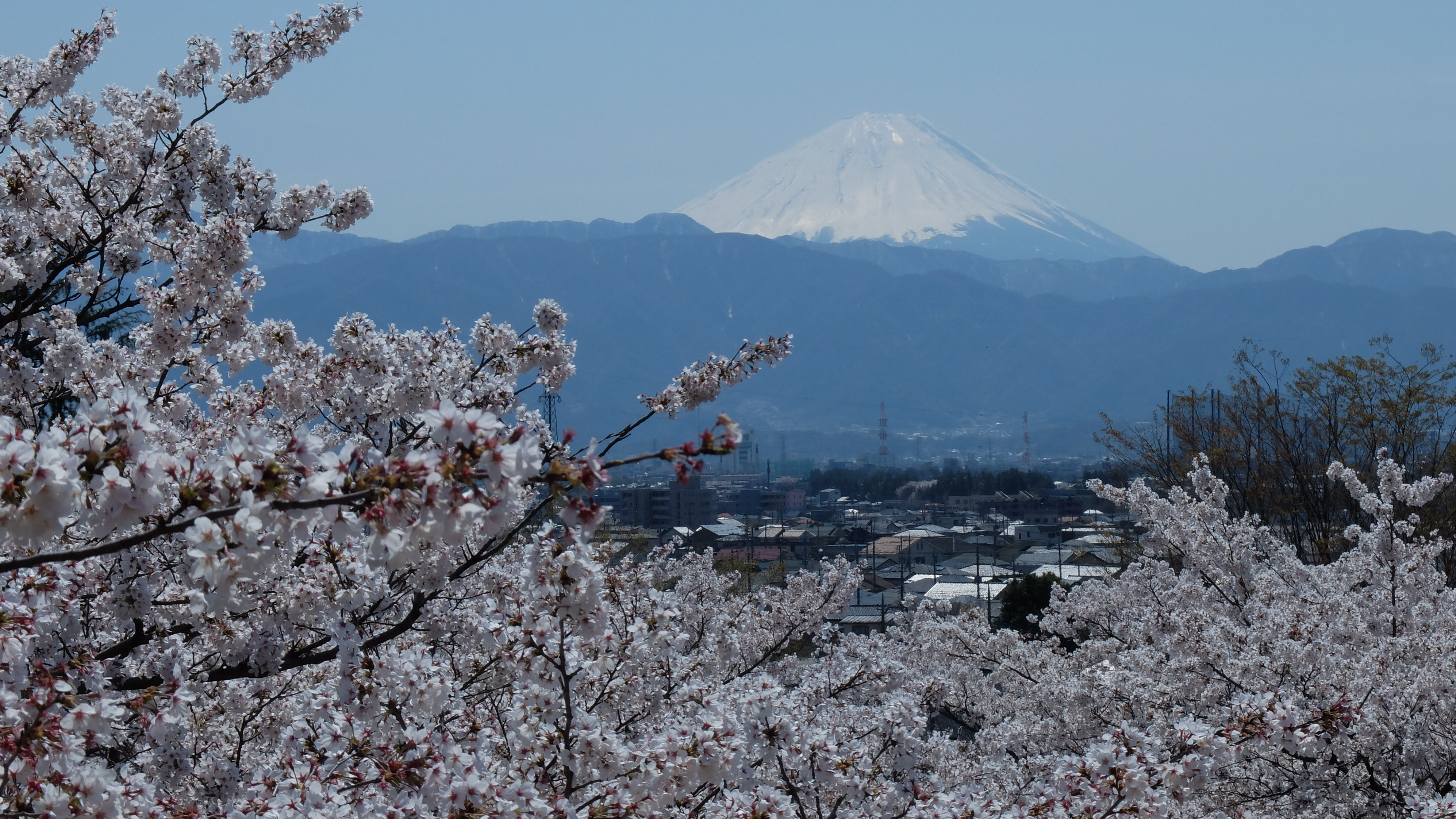 桜と富士山を楽しめる春は人気の時期です。