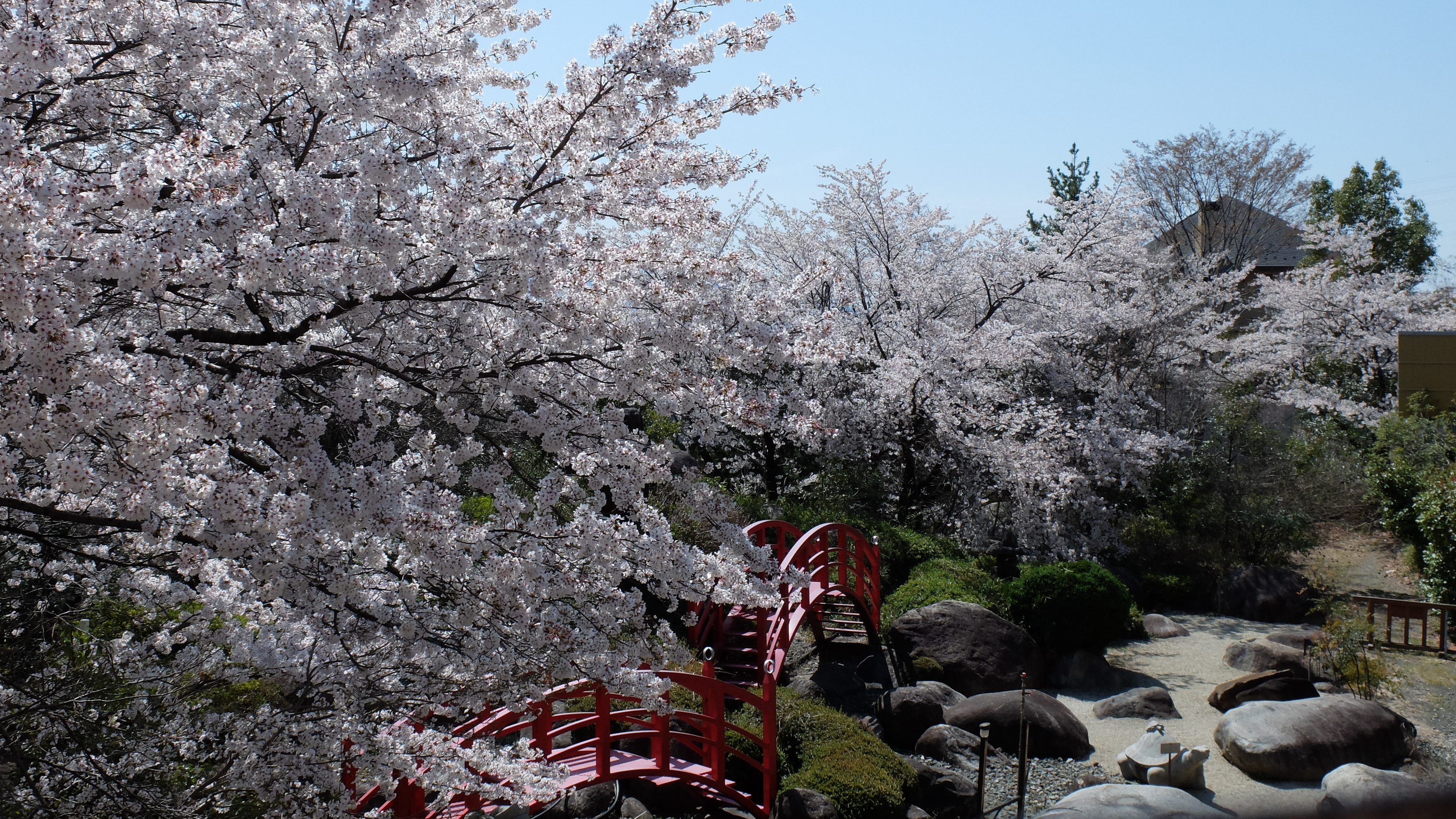 春の庭園。満開の桜を、お風呂やテラスからお楽しみください♪