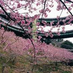 *早咲き河津桜