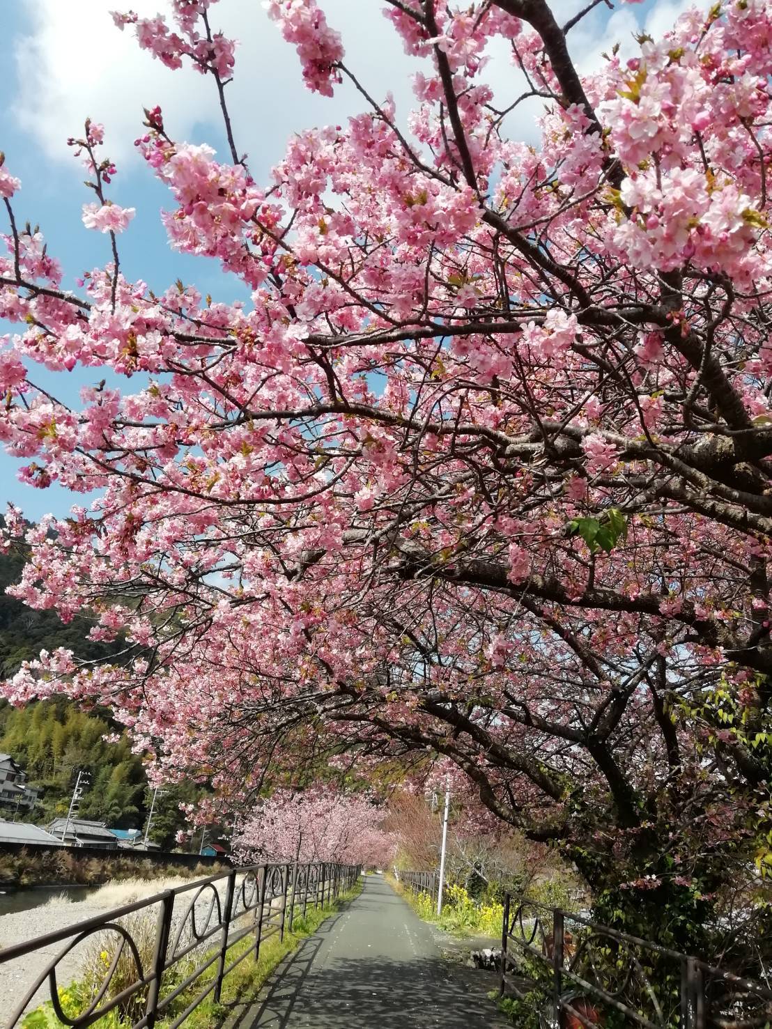 河津桜