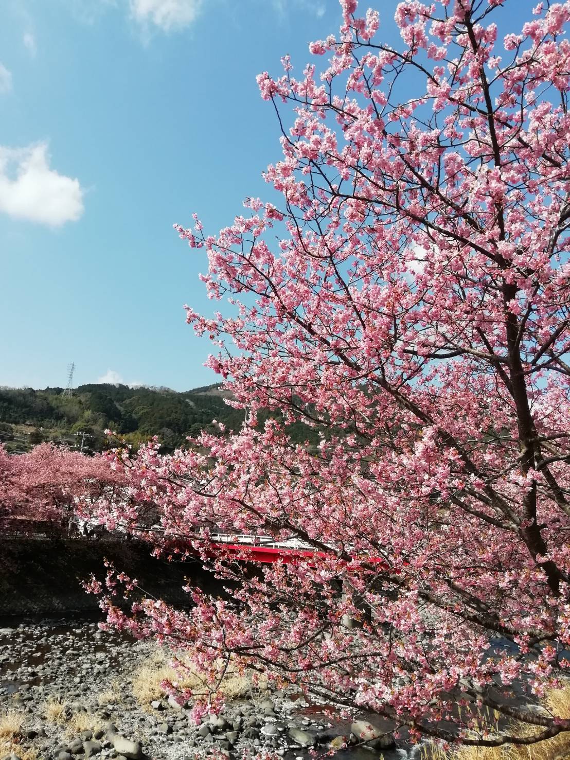 河津桜