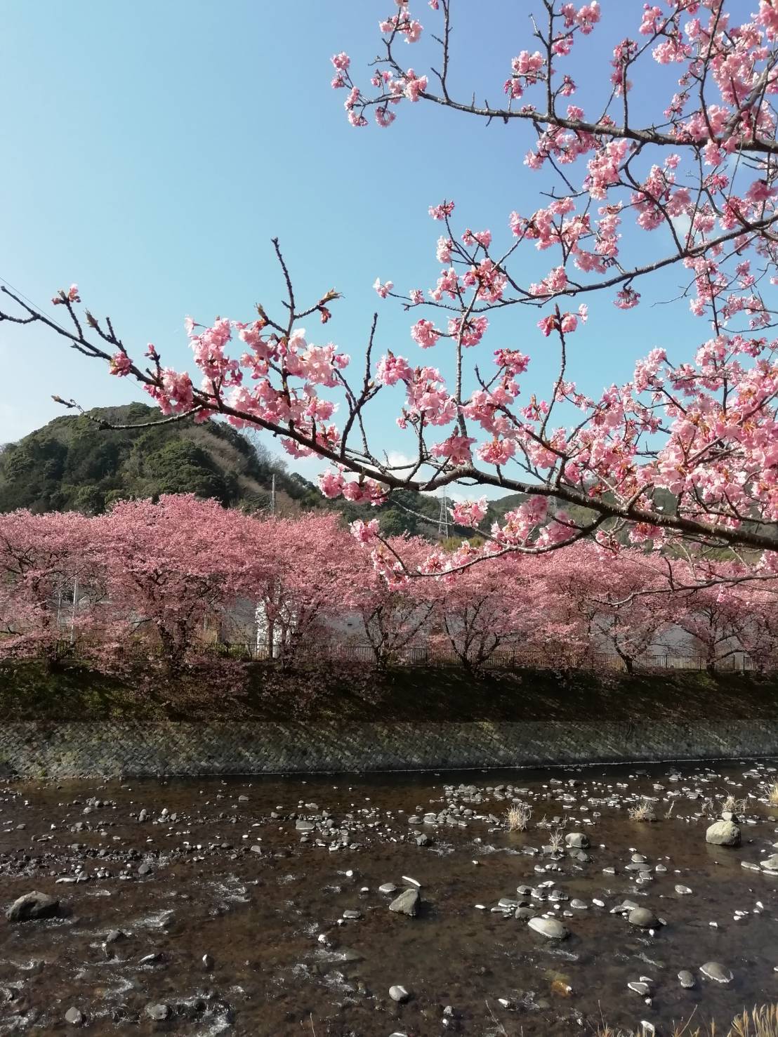河津桜並木