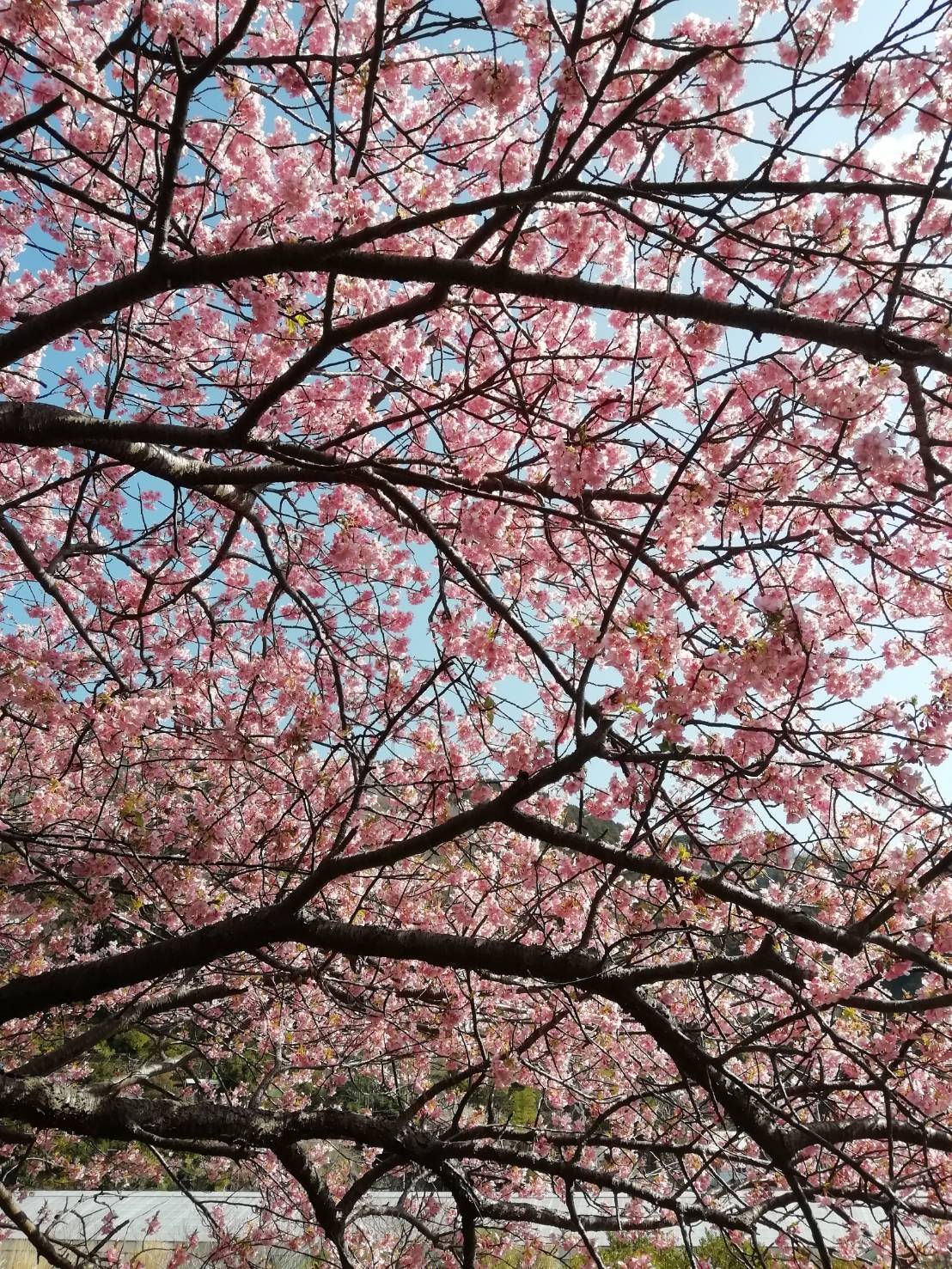 河津桜