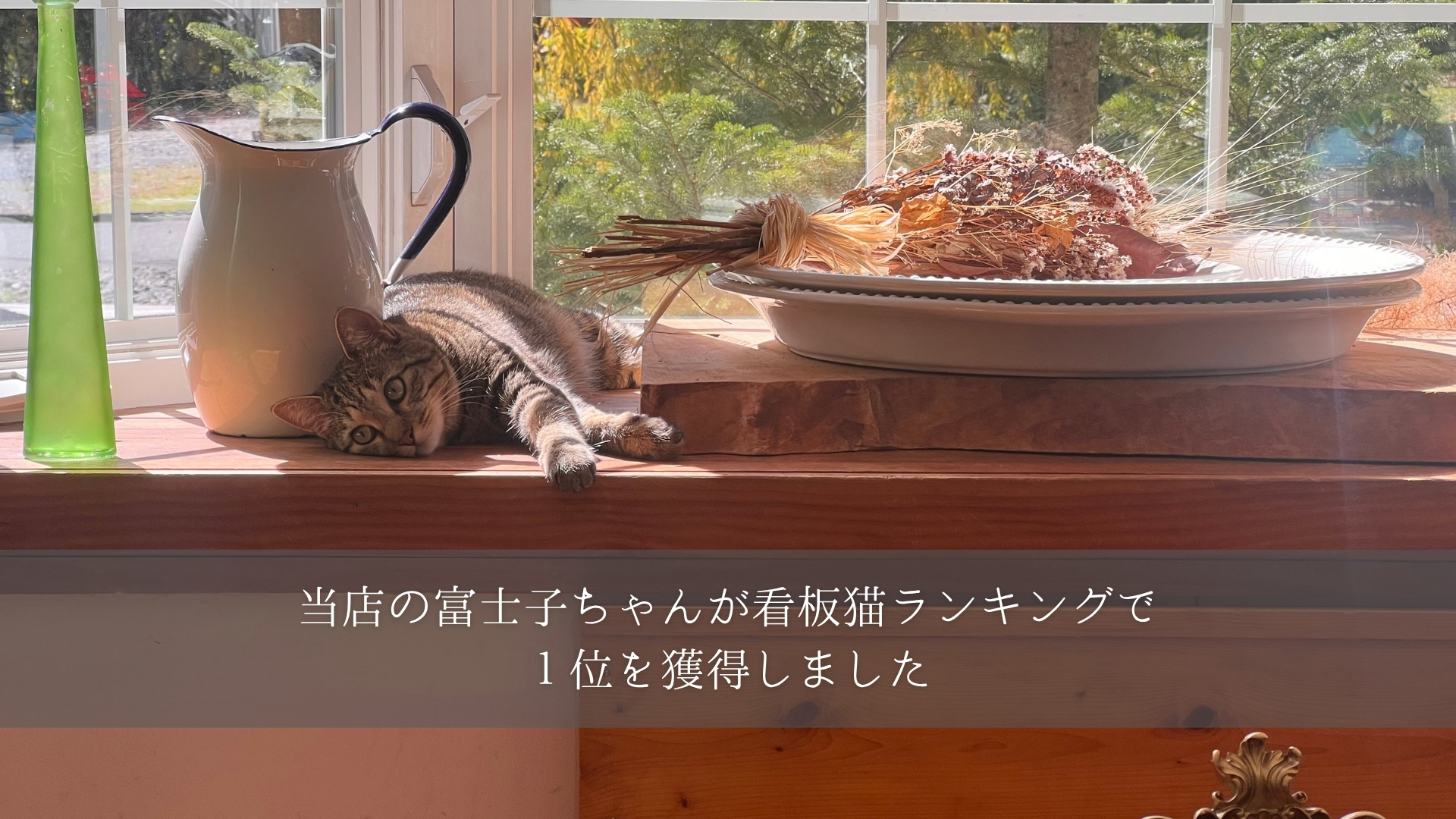 看板猫