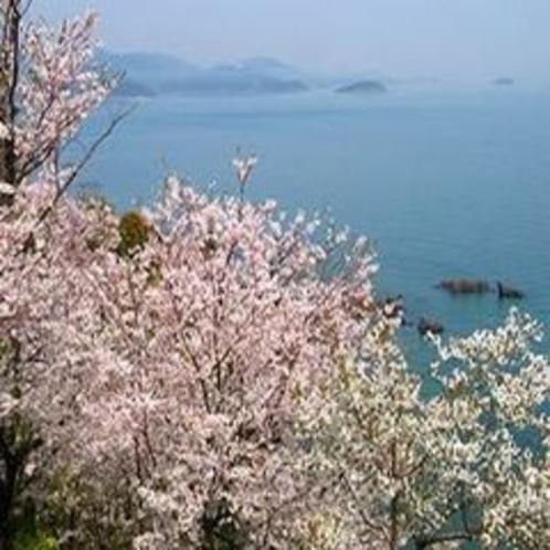 赤穂御崎からの桜
