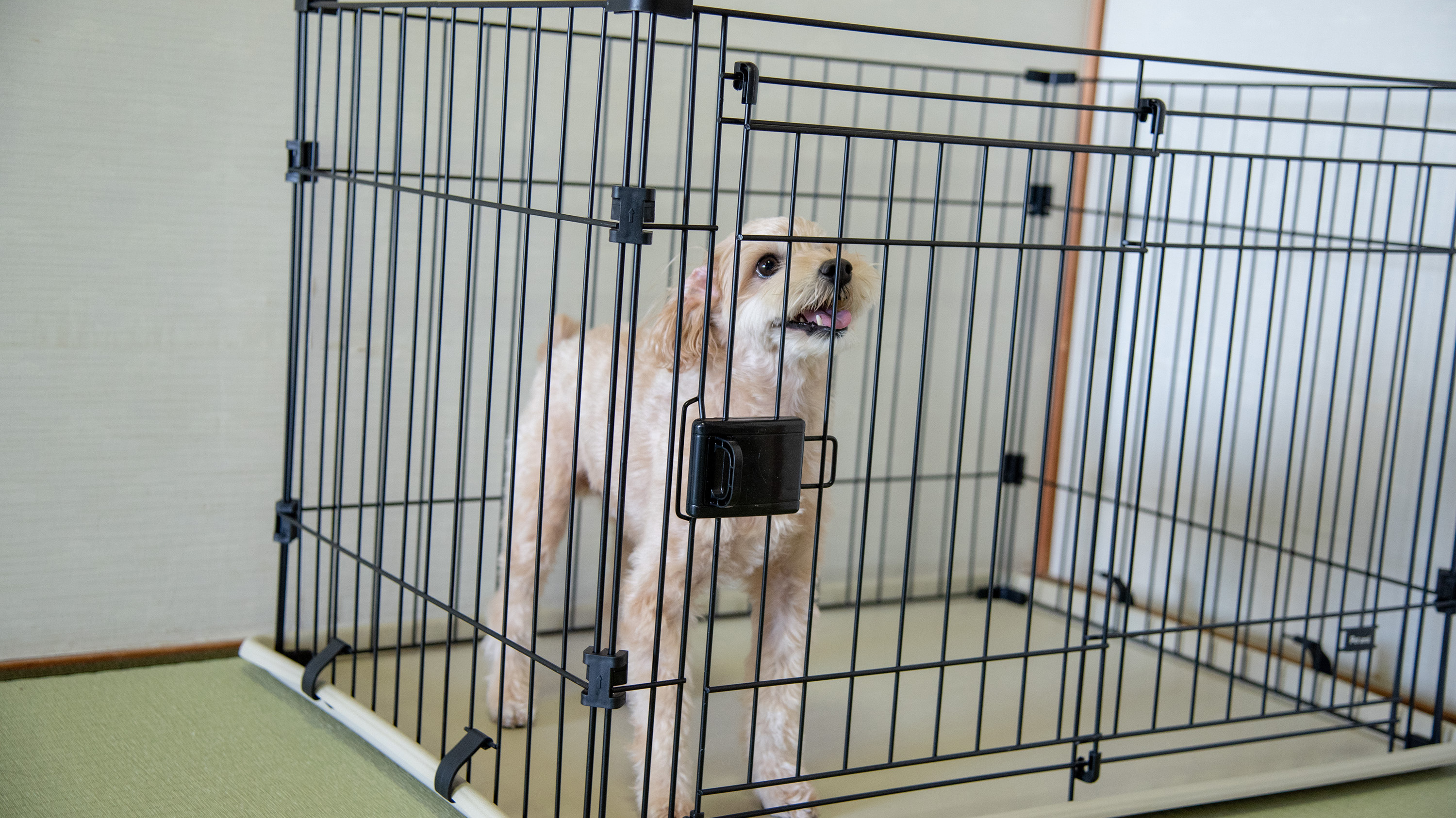 【ワンちゃんと泊まれるお部屋】ケージつき
