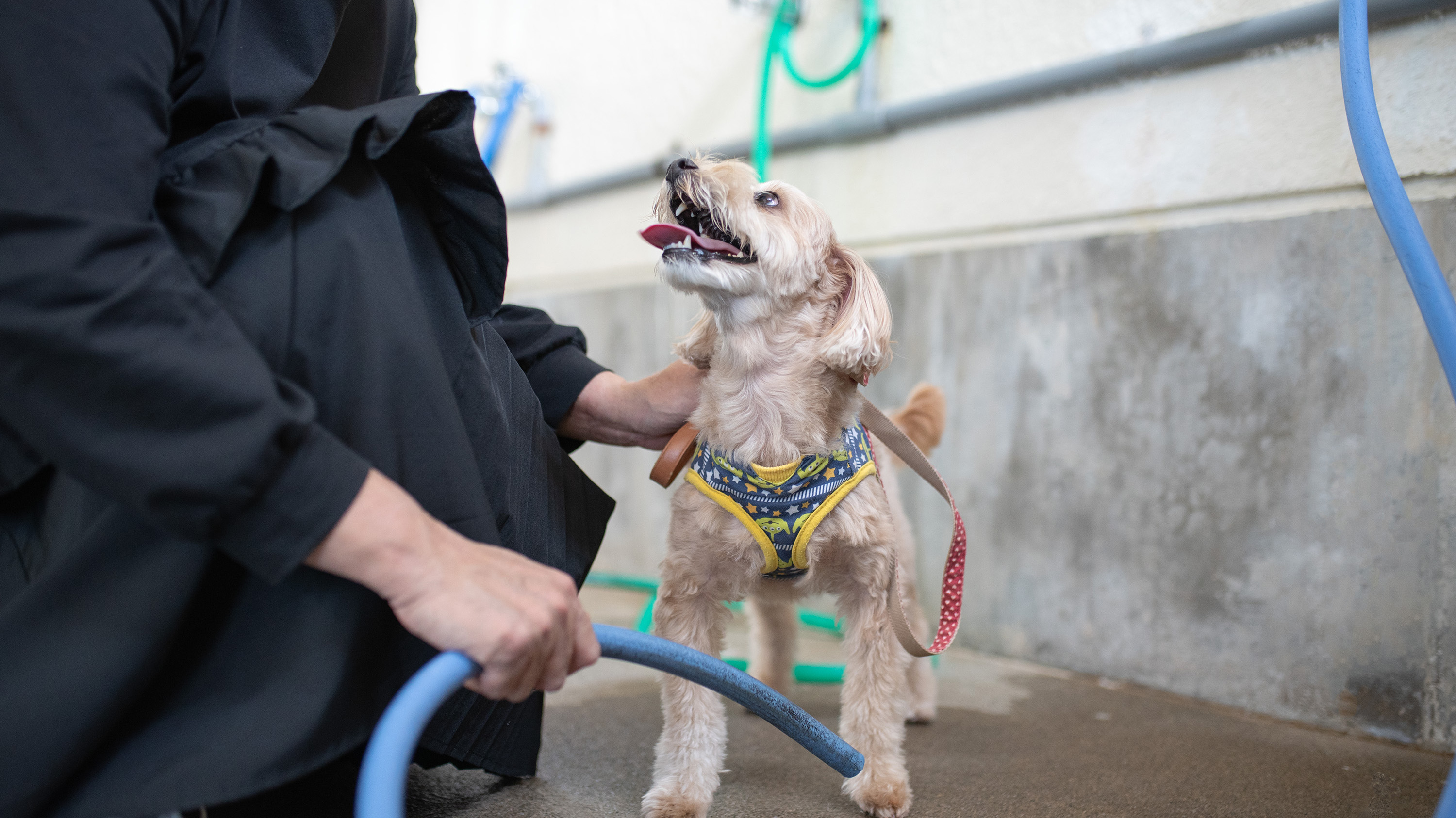 【ワンちゃんと泊まれるお部屋】ワンちゃんの足洗い場もございます