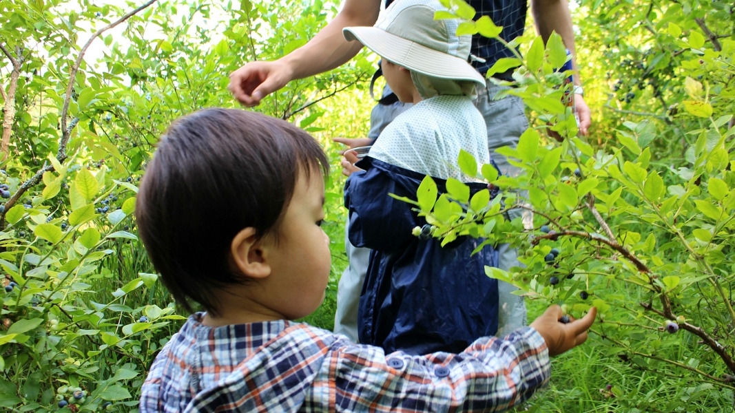 【ブルーベリー収穫＋山梨の線香花火】夜は花火、朝は収穫体験！夏休みの家族旅行＜１泊２食付＞