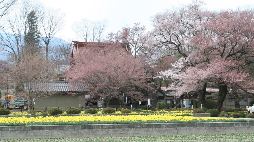 *【春の周辺風景一例】当館周辺には桜の名所がたくさん！地元ならではのおすすめスポットもございます。